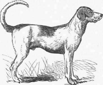 English Fox Hound.