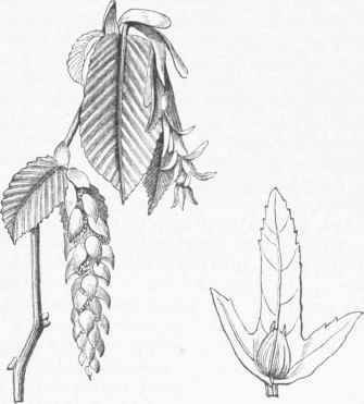 European Hornbeam (Carpinus betulus).
