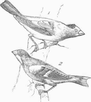 Evening Grosbeak