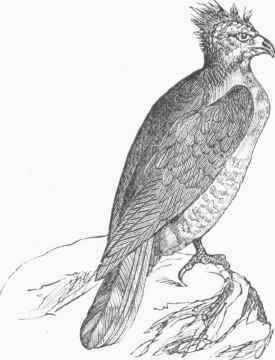Harpy (Thrasaetus harpyia).