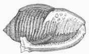 Helmet Shell.