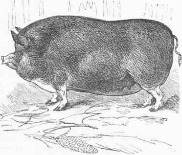 Improved Berkshire Hog.