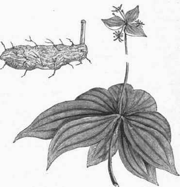 Indian Cucumber (Medeola Virginica).