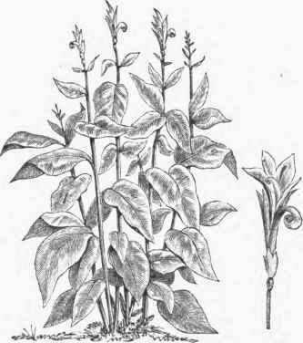 Indian Shot (Canna Indica).