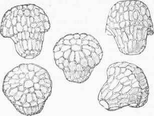 Lupuline Grains, highly magnified.