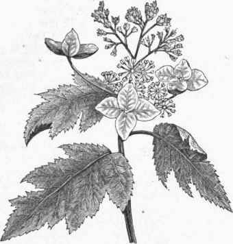 Oak leaved Hydrangea (H. quercifolia).