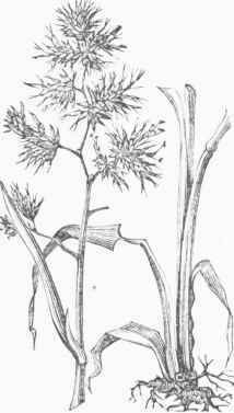Orchard Grass (Dacty lis glomerate).