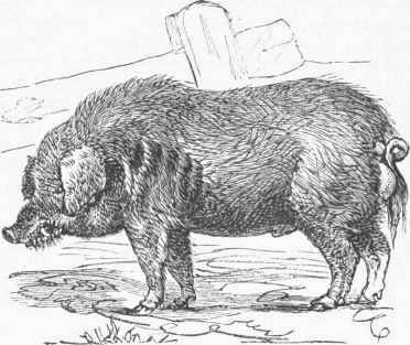 Original Old English Hog.