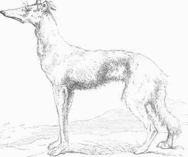 Persian Greyhound.