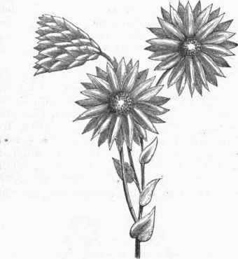 Rhodanthe Manglesii.