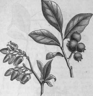 Swamp Huckleberry (Vaccinium corymbosum).