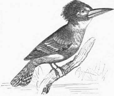 Belted Kingfisher (Ceryle aleyon).