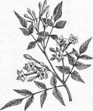 Jasminum officinale.