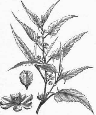 Jute (Corchorus capsularis).