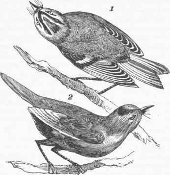Kinglet 10001