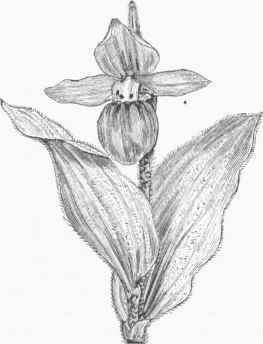 Lady's Slipper (Cypripedium spectabile).