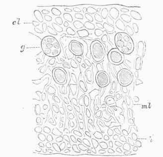Microscopic View of Transverse Section