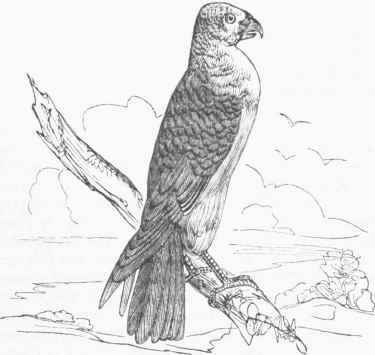 Mississippi Kite (Ictinia Mississipiensis).