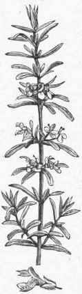 Rosemary (Rosmarinus officinalis).