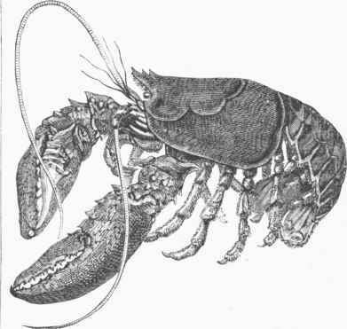 American Lobster (Homarus Americanus)