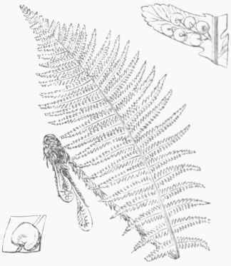 Male Fern.