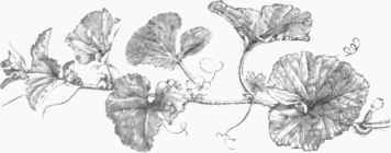 Musk melon Vine.