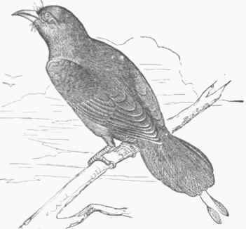 Brazilian Motmot (M. Brasiliensis).