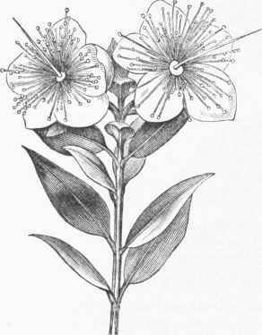 Common Myrtle (Myrtus communis).