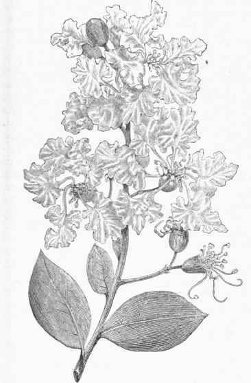 Crape Myrtle (Lagerstroemia Indica).