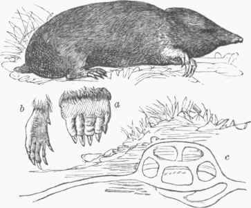 European Mole (Talpa Europaea). a. Fore paw. b. Hind paw. c. Nest.