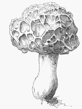 Morel (Morchella esculenta).