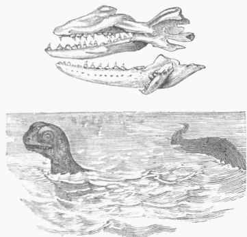 Mosasaurus (restored).