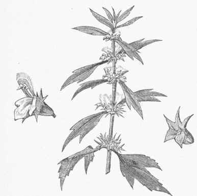 Motherwort (Leonurus cardiaca).