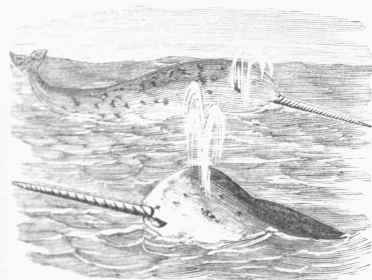 Narwhal.
