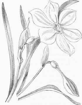 Poets' Narcissus (N. poeticus).