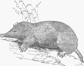 Shrew Mole (Scalops).