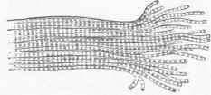 Striped Muscular Fibre, crushed at one end and breaking up into fibrillae.