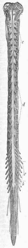 The Spinal Cord and Nerves, posterior view.