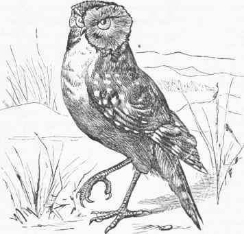American Burrowing Owl (Athene cunicularia).
