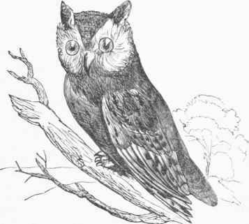 American Screech Owl (Scops asio).