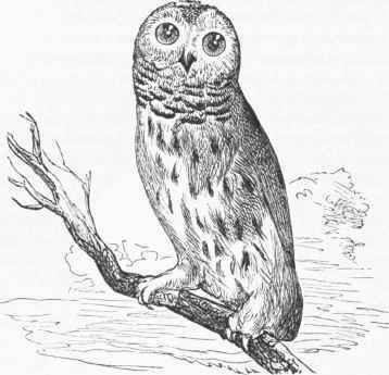 Barred Owl (Syrnium nebulosum).