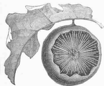 Bastard Oak Apple.