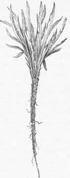 Black Oyster Plant (Seorzonera Hispanica).