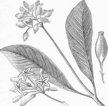 Cinchona calisaya.