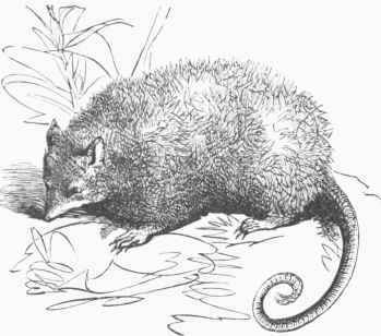 Common Opossum (Didelphis Virginiana).