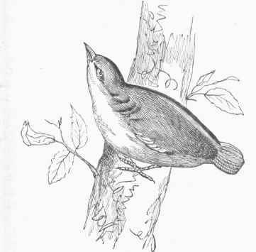 European Nuthatch (Sitta Europoea).