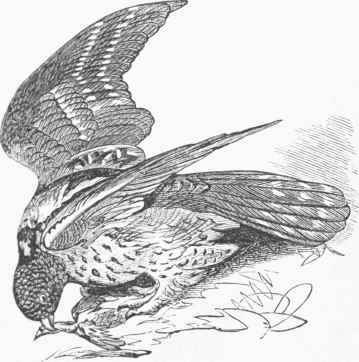 Hawk Owl (Surma ulula).