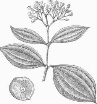 Nux Vomica Tree (Strychnos nux vomica).