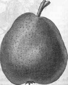 Obscure pyriform or obovate Pear Doyenne Boussoek.