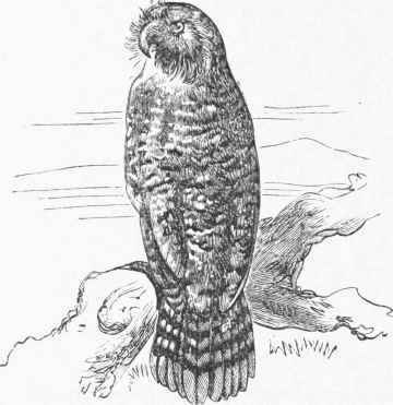 Owl Parrot (Strigops habroptilus).